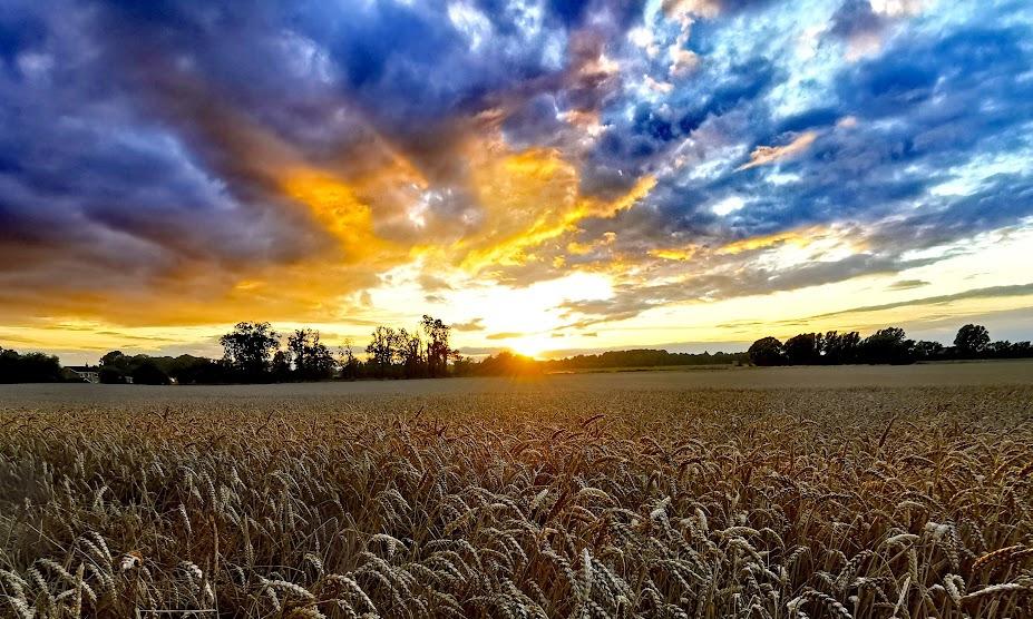 Lincolnshire Wheatfield